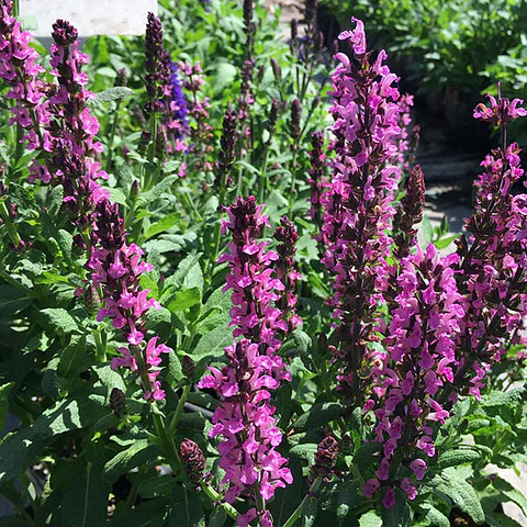 Salvia nemorosa rosada