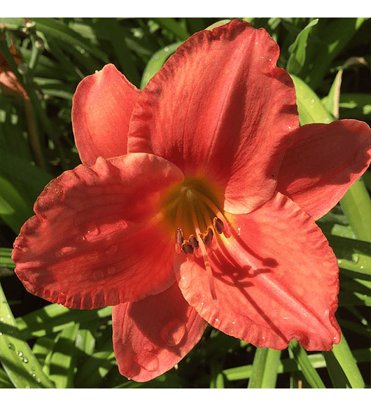 Hemerocallis Supercoast Fire Starter