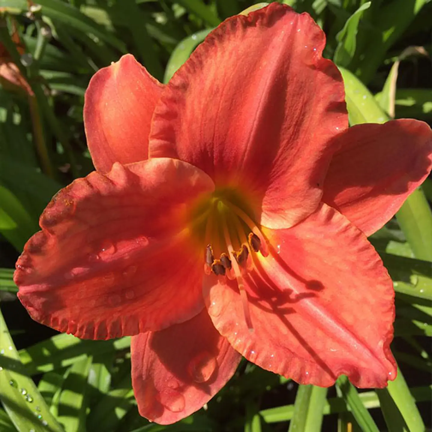 Hemerocallis Supercoast Fire Starter 1