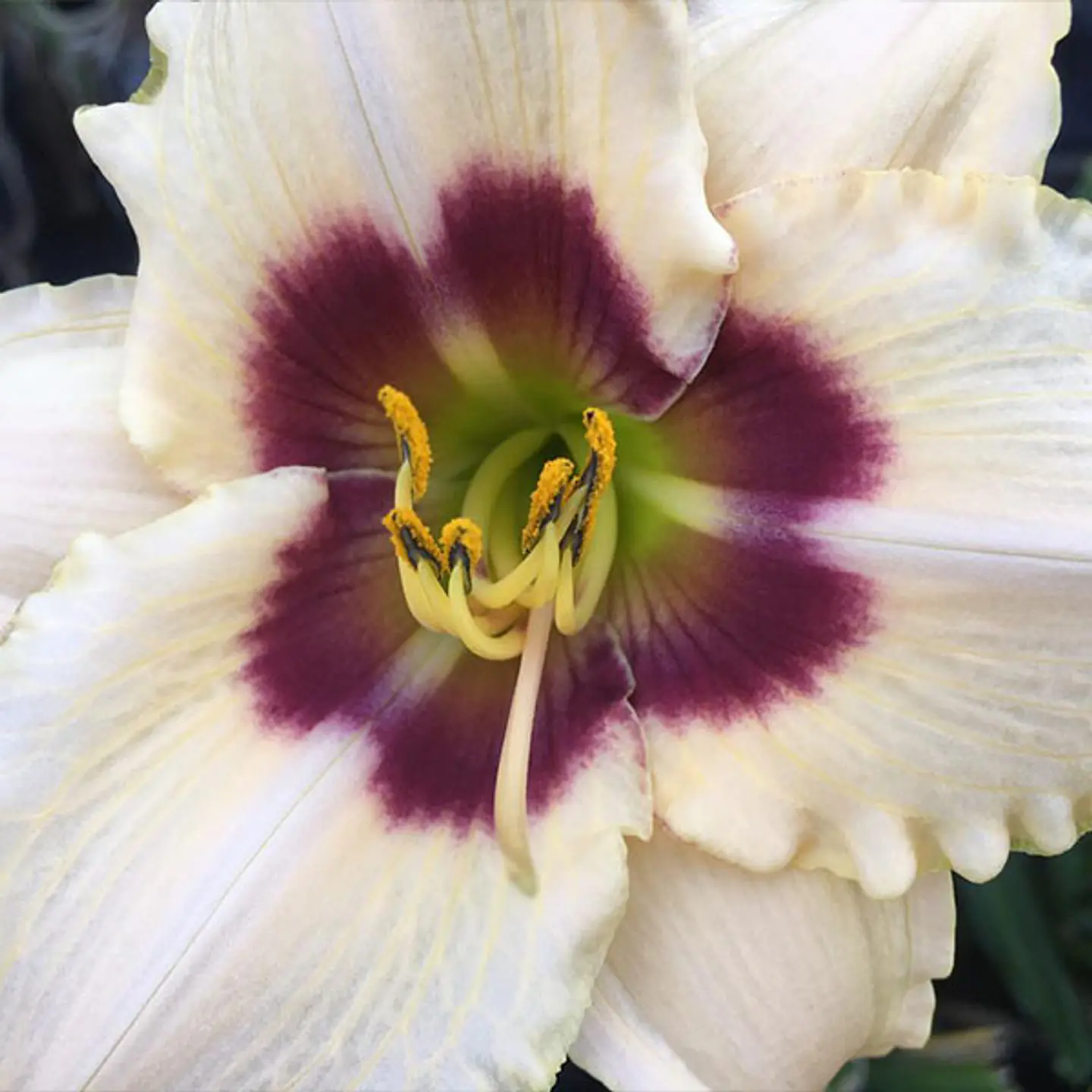 Hemerocallis Moonlit Masquerade 1