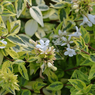 Abelia variegada aurea