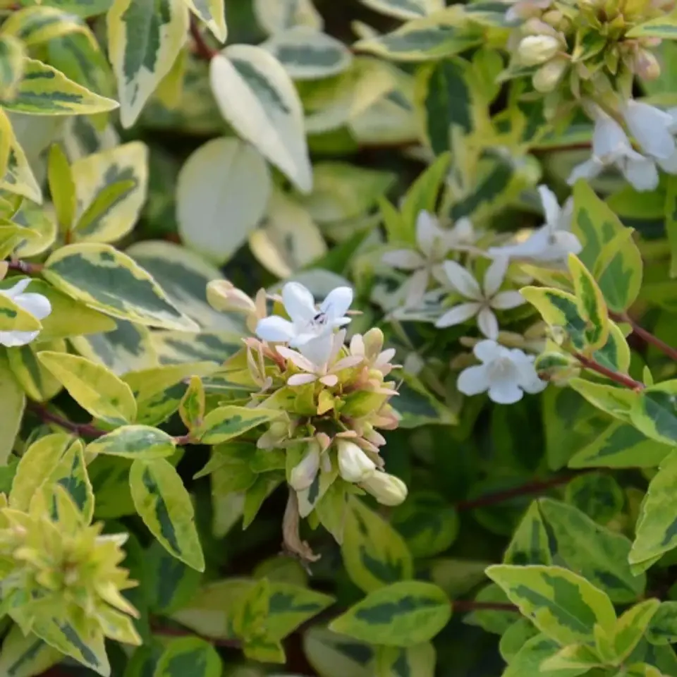 Abelia variegada aurea 1