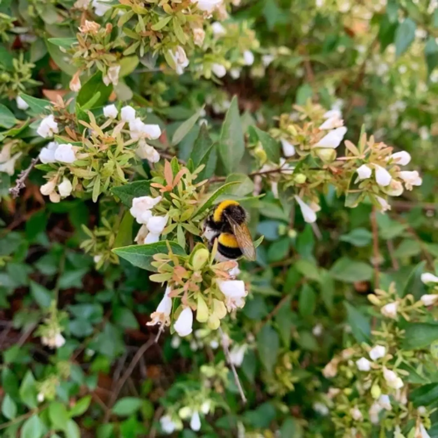 Abelia enana 1