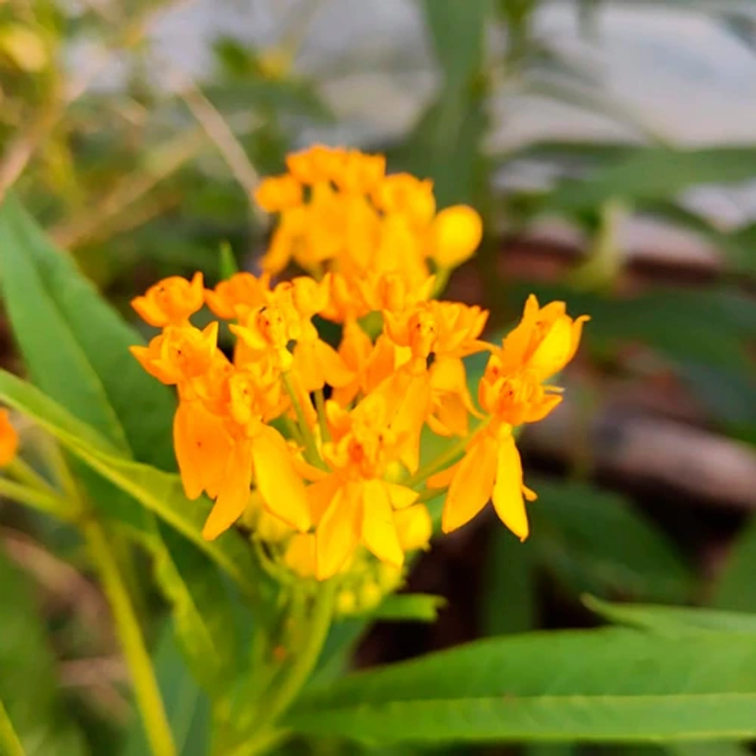 Asclepia curassavica 1