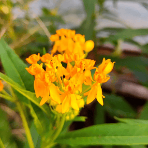 Asclepia curassavica