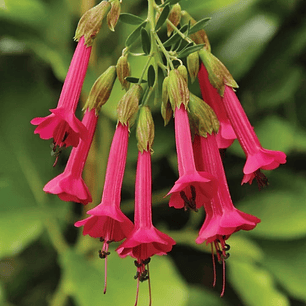 Cantua buxifolia