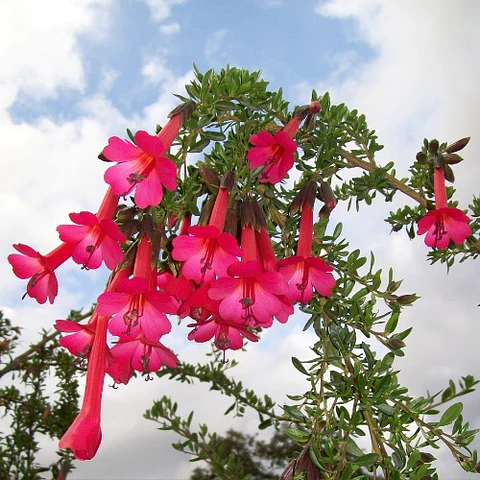 Cantua buxifolia