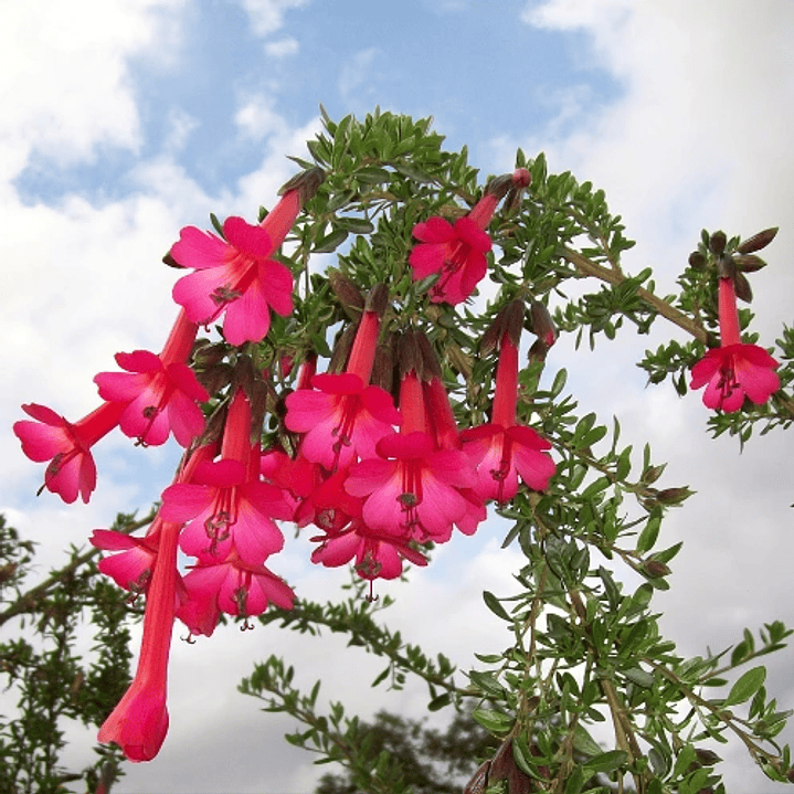 Cantua buxifolia 1
