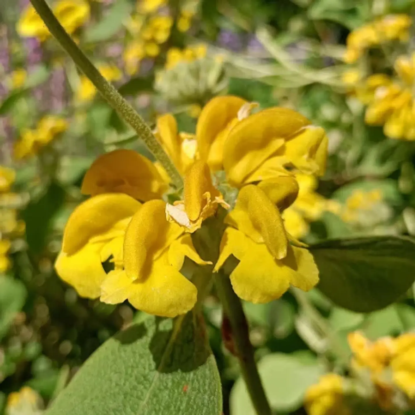 Phlomis fruticosa 1