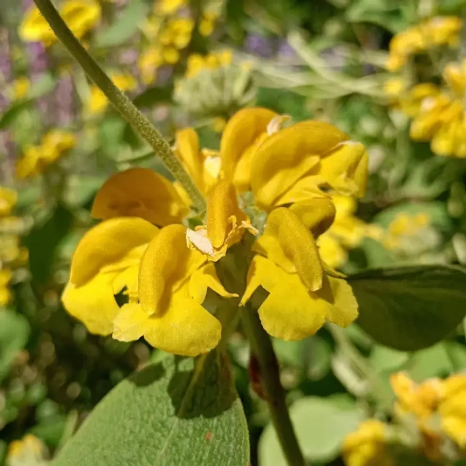 Phlomis fruticosa 1