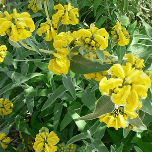 Phlomis fruticosa
