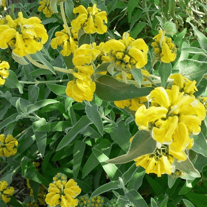 Phlomis fruticosa 2