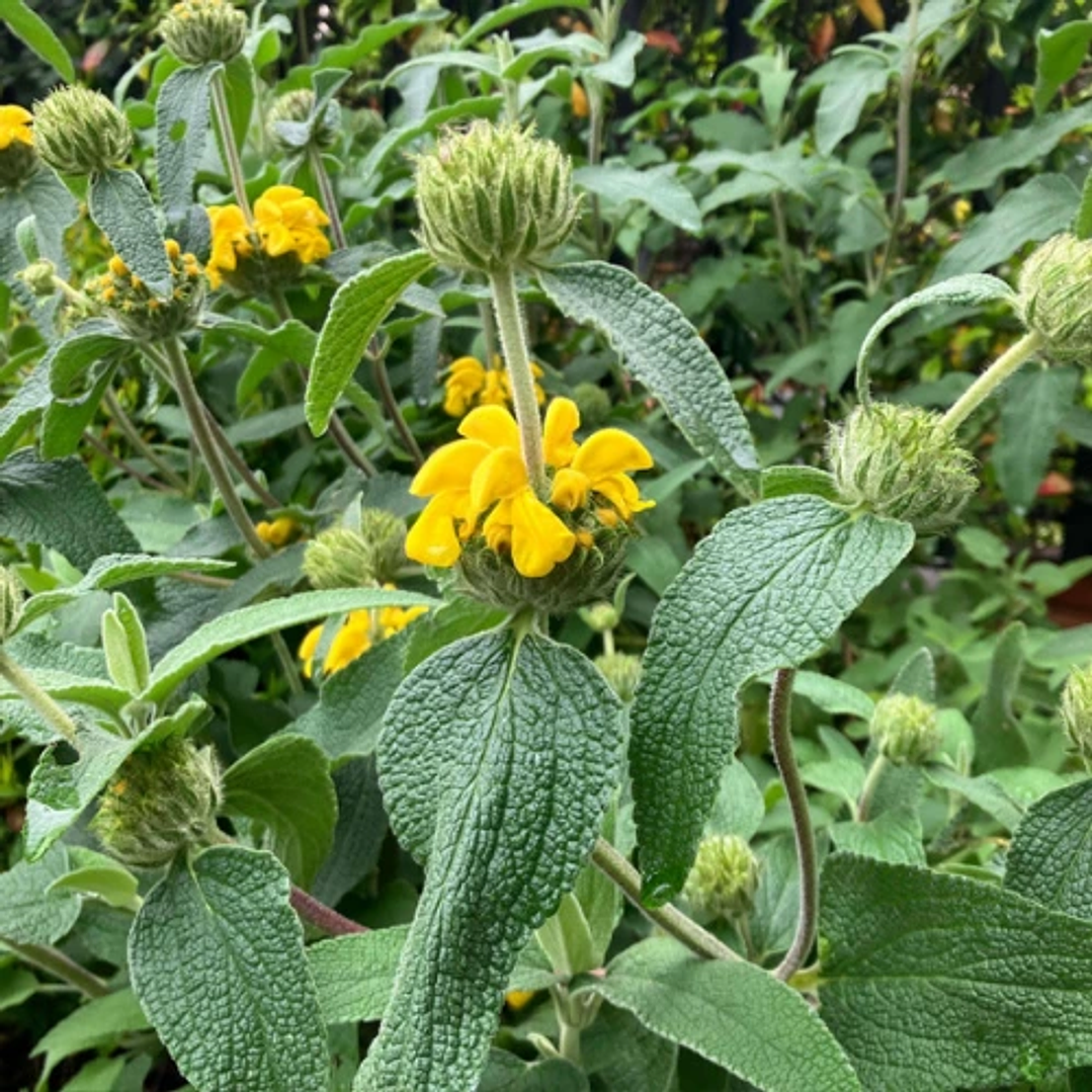 Phlomis fruticosa 3