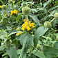 Phlomis fruticosa - Miniatura 3