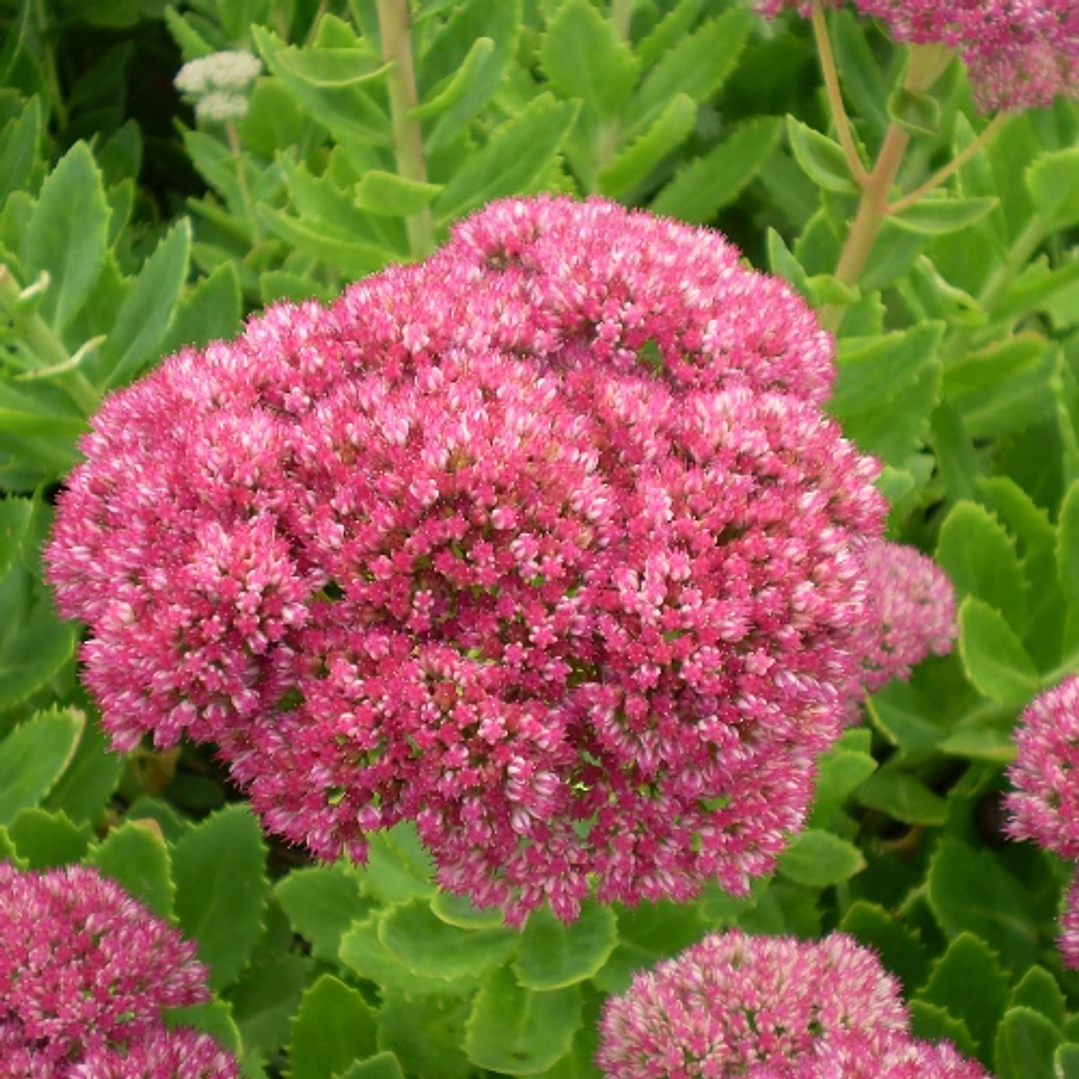 Sedum spectabile 1
