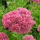 Sedum spectabile - Miniatura 1