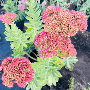 Sedum spectabile