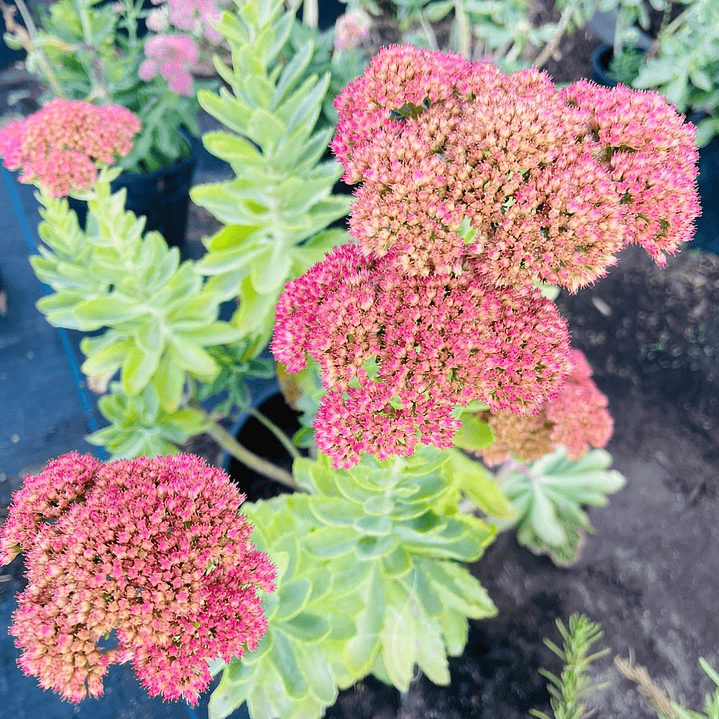 Sedum spectabile 2