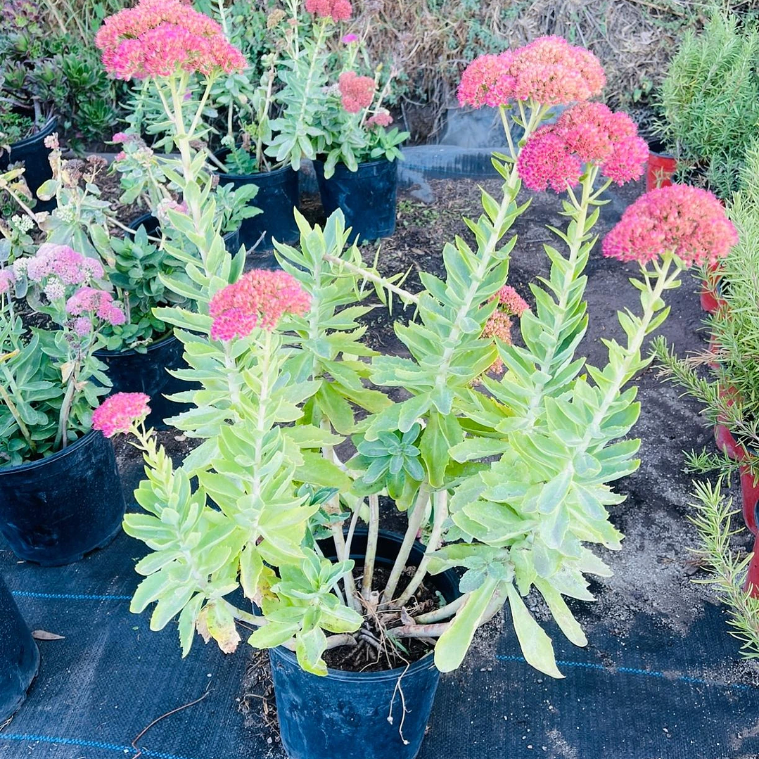 Sedum spectabile 3