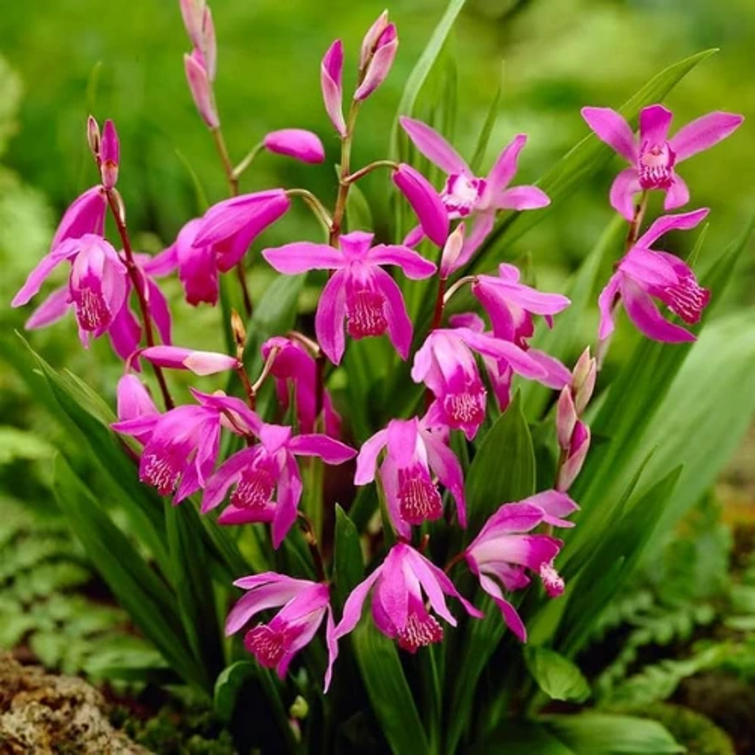 Bletilla striata 1
