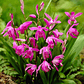 Bletilla striata - Miniatura 1