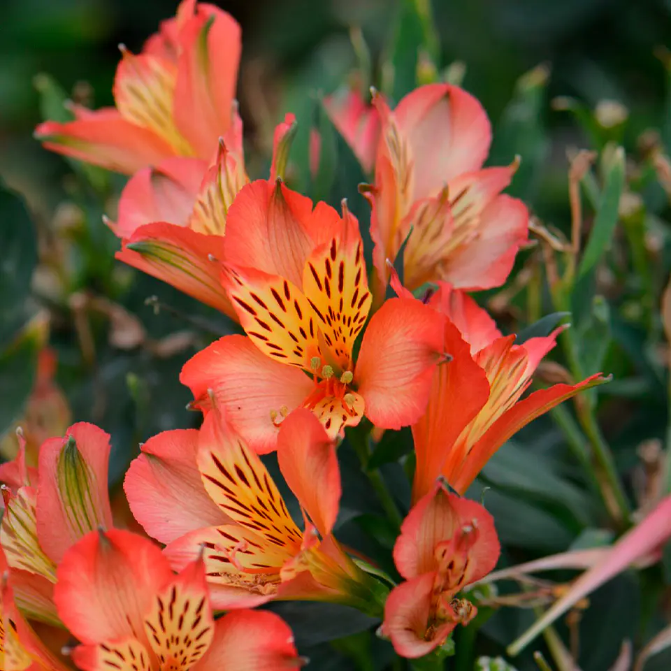 Alstroemeria 14