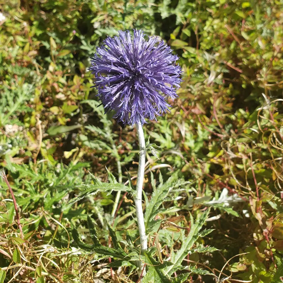 Echinops Ruthenicus 2