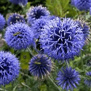 Echinops Ruthenicus