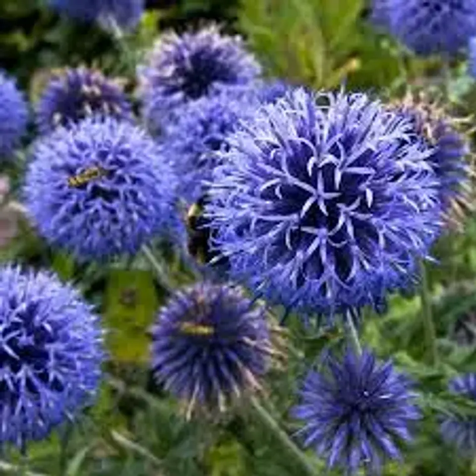 Echinops Ruthenicus 1