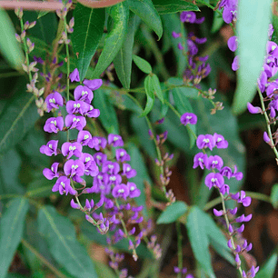 Hardenbergia Violacea