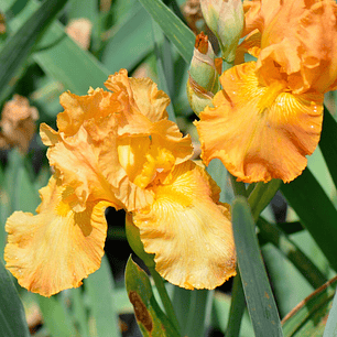 Iris Germanica Autumn Echo