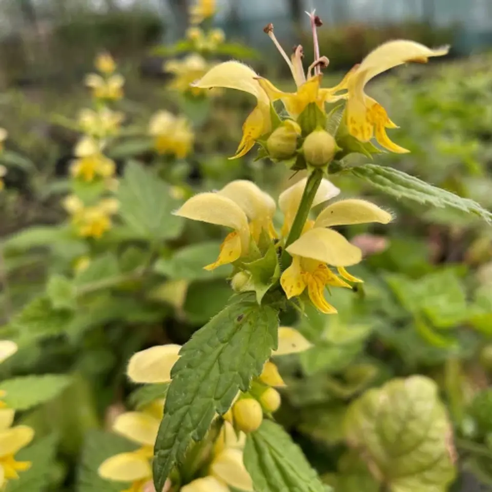 Lamium galeobdolon 1