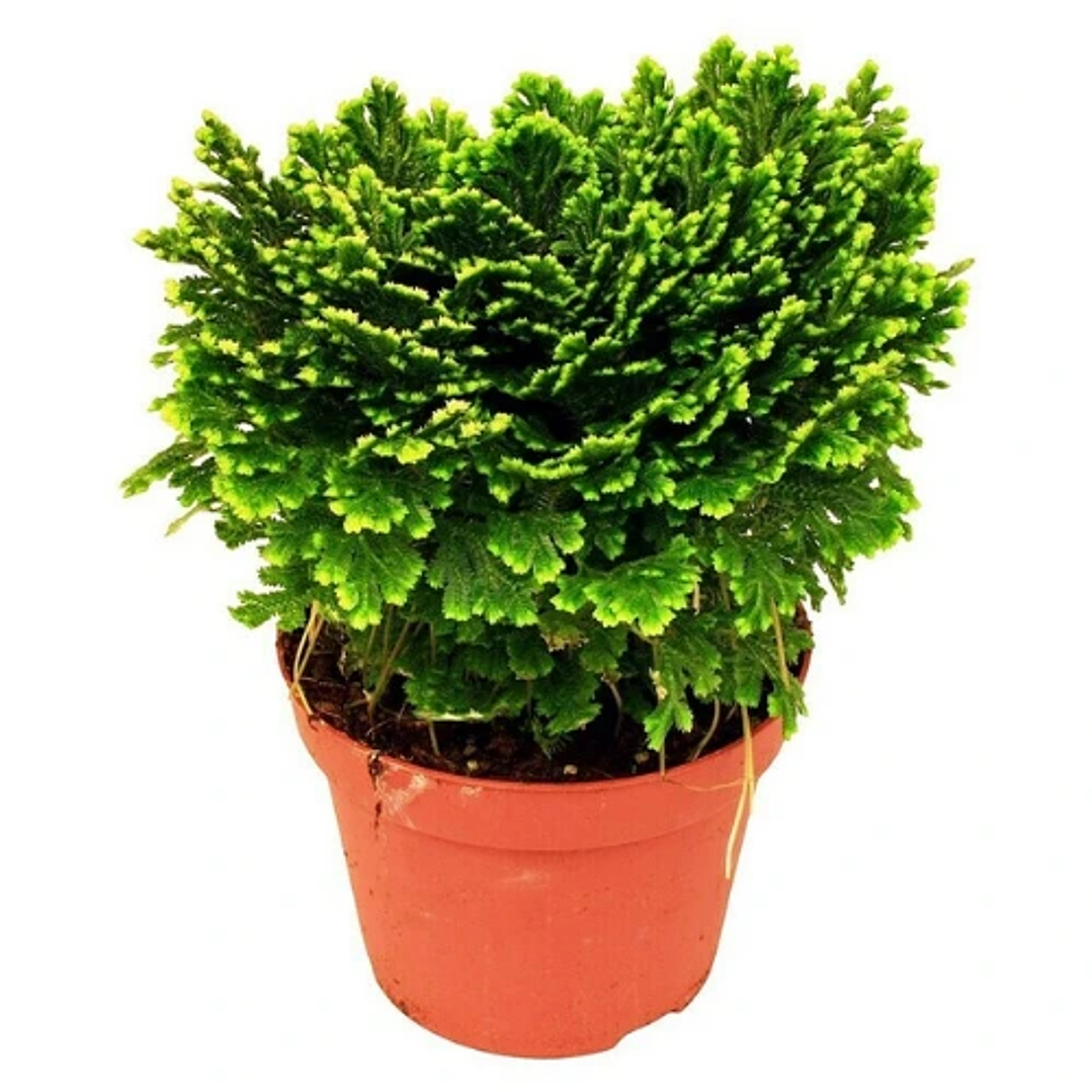 Selaginella Martensii 1