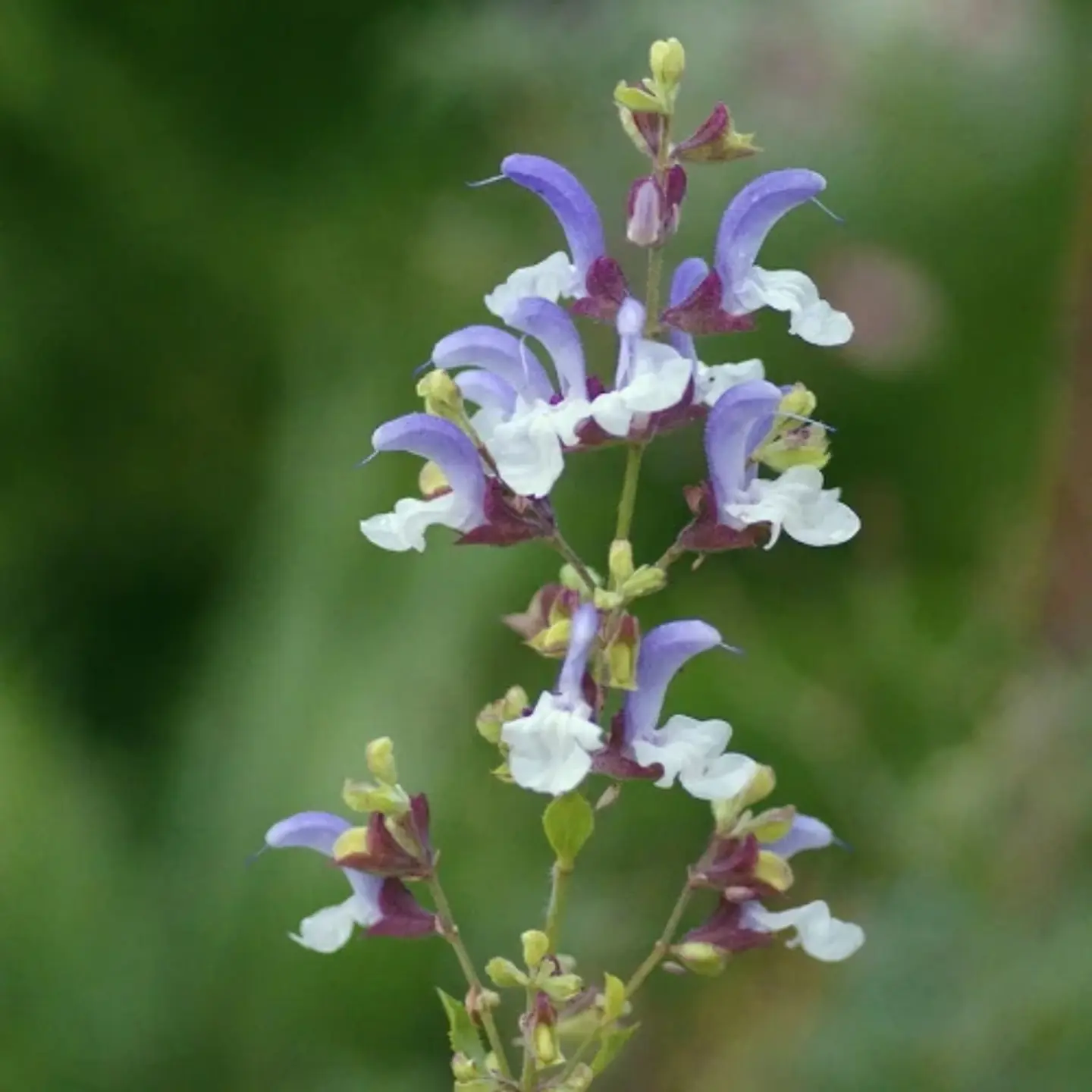 Salvia chamelaeagnea 1