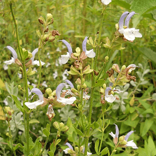 Salvia chamelaeagnea