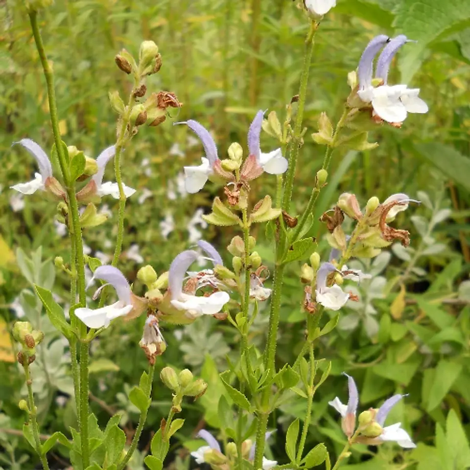 Salvia chamelaeagnea 2