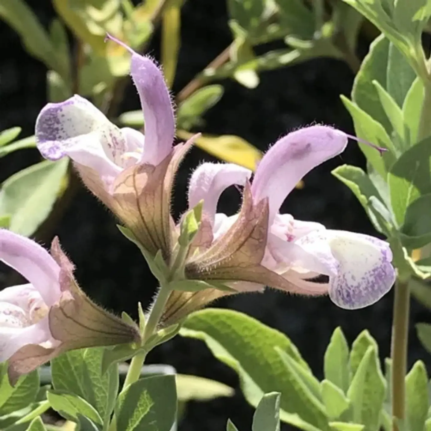 Salvia Dolomitica 1