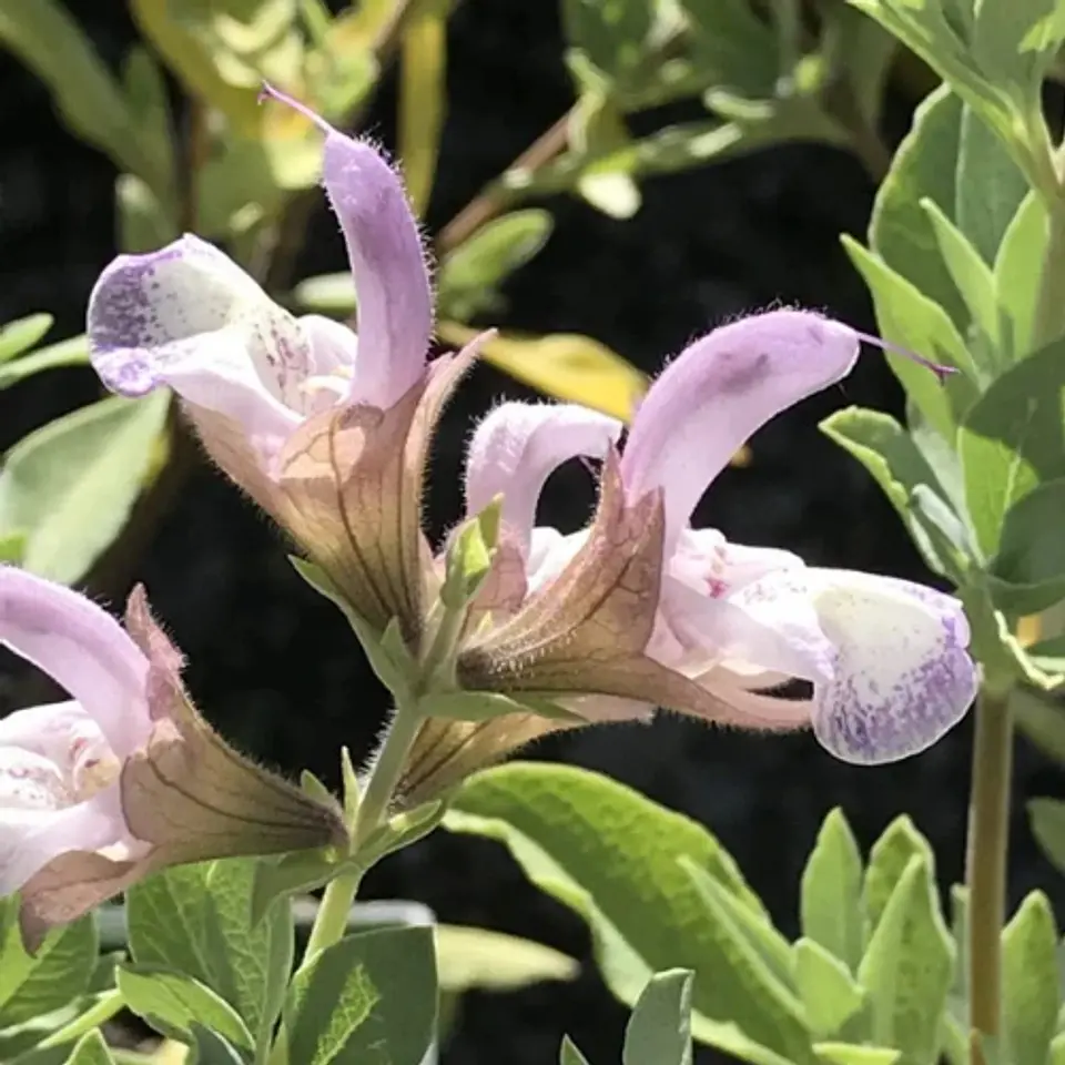 Salvia Dolomitica 1