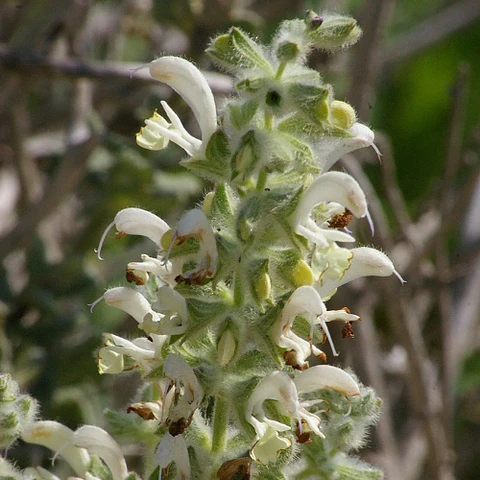 Salvia Dolomitica