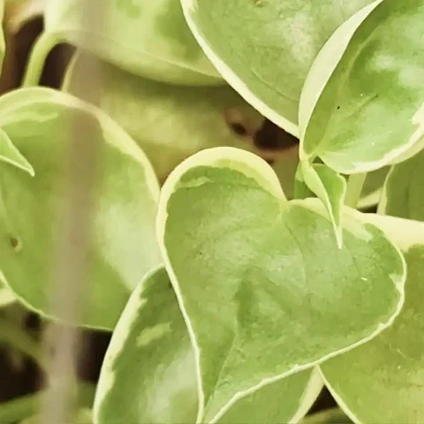 Peperomia Scandens Variegada