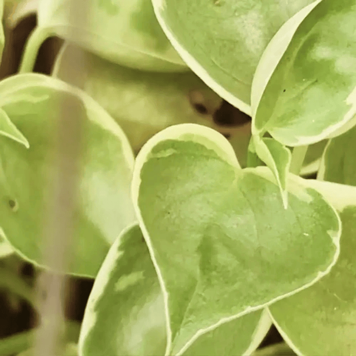 Peperomia Scandens Variegada 1