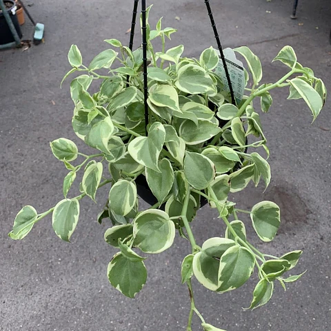 Peperomia Scandens Variegada