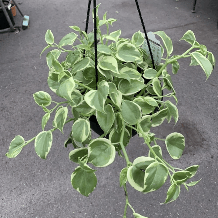 Peperomia Scandens Variegada 2