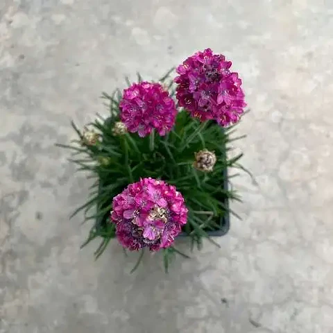 Armería marítima rosada mix (3 unidades)