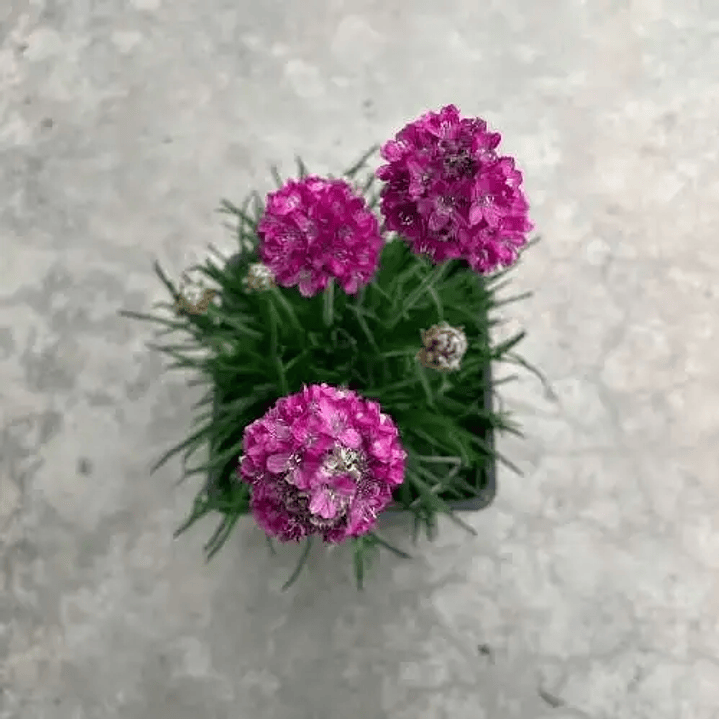 Armería marítima rosada mix (3 unidades) 2