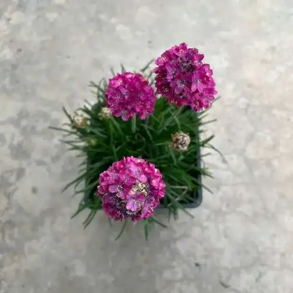 Armería marítima rosada mix (3 unidades) 2