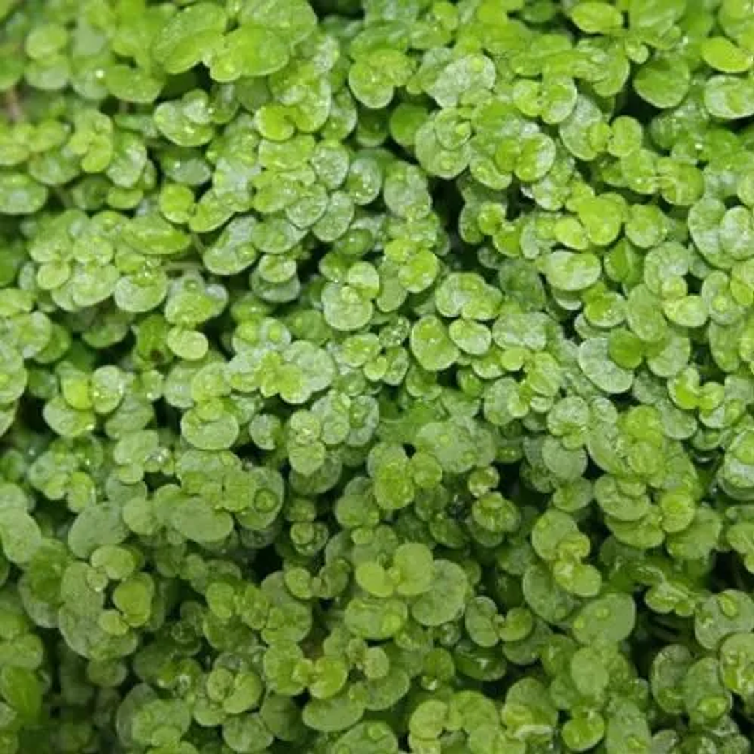 Soleirolia (3 Unidades) 1