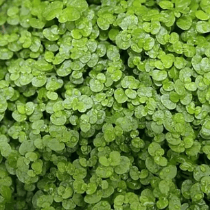 Soleirolia (3 Unidades)