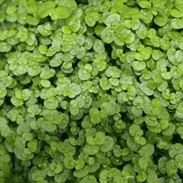 Soleirolia (3 Unidades) 1