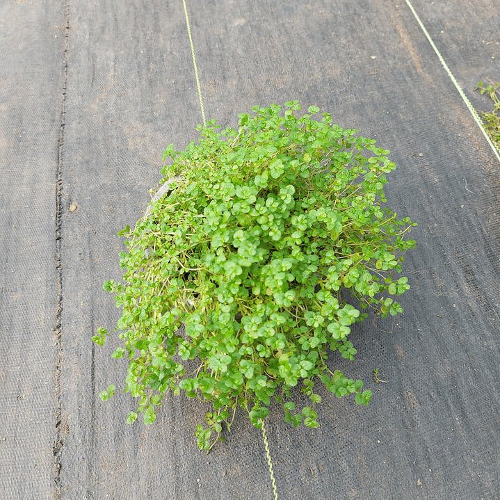 Soleirolia (3 Unidades) 2